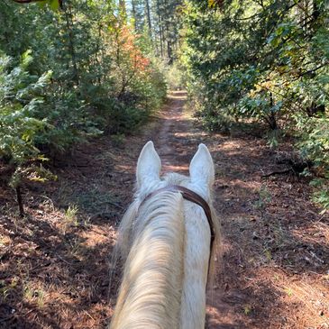 Trail riding horse adventures