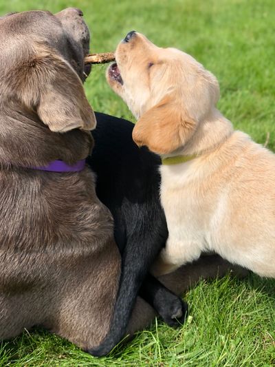 Labrador Retriever puppies, yellow labrador black labrador, labrador breeder, ontario labr breeder