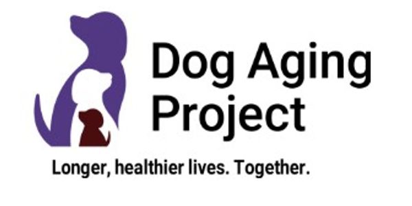 Labrador Retriever, Silver Lab, Dilute Lab, Labrador breeder, Labrador Retriever, Labrador Retriever