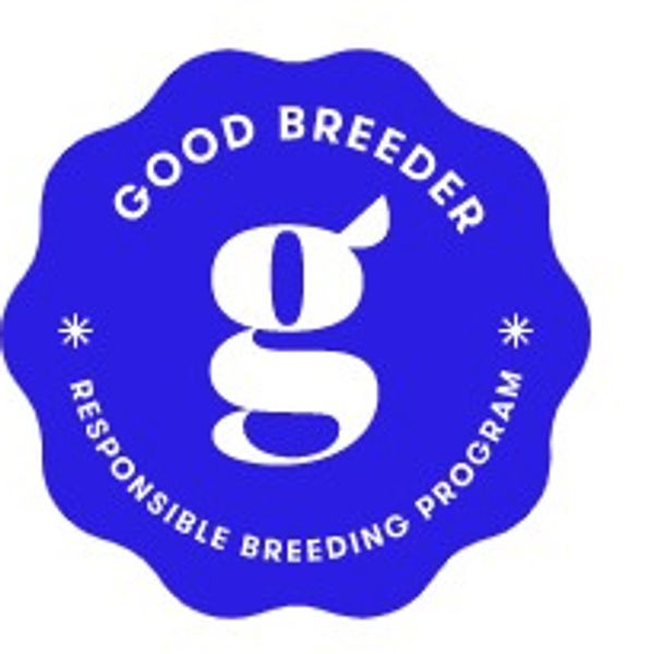 Labrador Retriever, Silver Lab, Dilute Lab, Labrador breeder, Labrador Retriever, Labrador Retriever