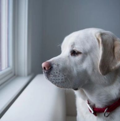Labrador Retriever, Silver Labrador, Chocolate Labrador, labrador breeder, Labrador retriever, Lab