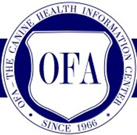 black lab pup, black Labrador retriever chocolate Labrador retriever, silver Labrador Retriever lab