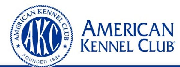 black lab pup, black Labrador retriever chocolate Labrador retriever, silver Labrador Retriever lab