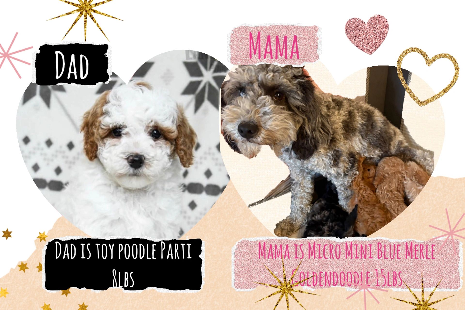 3 spots available for reserve!
Due end of this month.