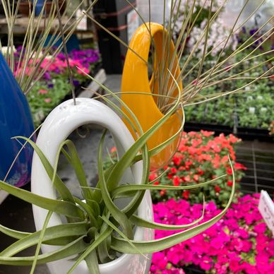 Air plants and ceramic air plant hanging pots