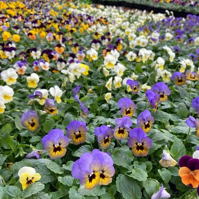 Colorful grouping of pansies and viola annual flowers