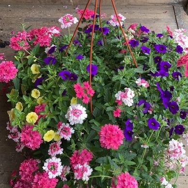 Colorful annuals, mixed hanging basket