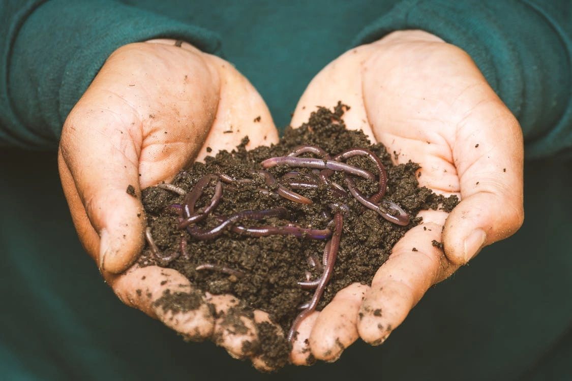 Hands holding earthworms and soil