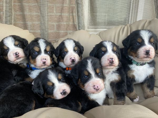 Past litter