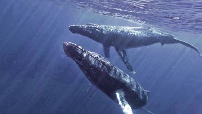 Two humpback whales swimming gracefully underwater.