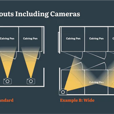 Diagram showing two barn camera layouts for monitoring calving pens.