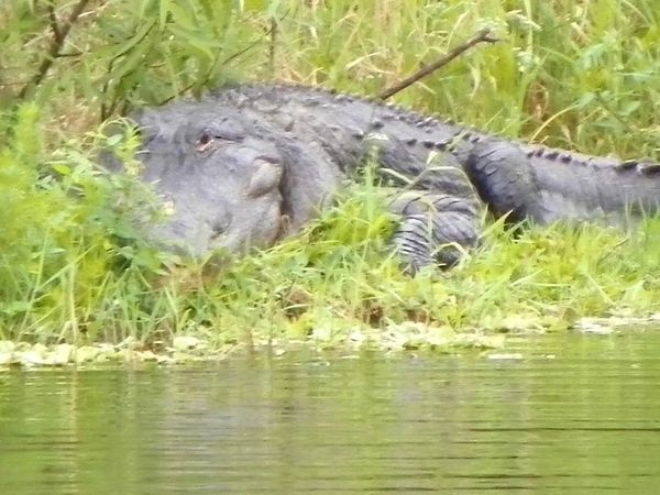 Stick Marsh - Resting Alligator 6-5-23
