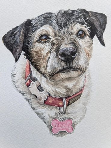 Detailed Terrier dog portrait in watercolour hand-painted by UK artist Jo Shepherd
