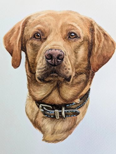 Labrador dog portrait hand-painted in watercolour by UK artist Jo Shepherd
