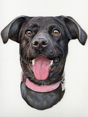 Highly detailed custom pet portrait of a black Labrador by UK artist Jo Shepherd