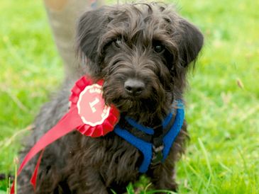 Reference photo of a black dog for a custom pet portrait