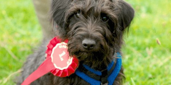 Reference photo of a black dog for a custom pet portrait