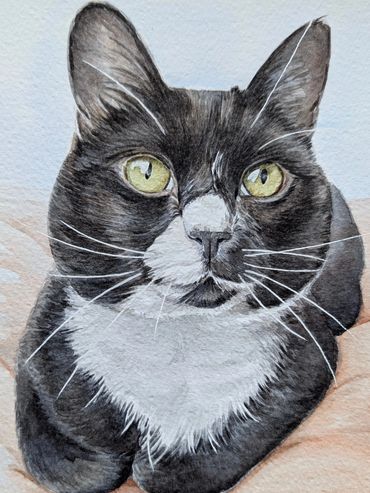 Custom cat portrait hand-painted in watercolour showing a black and white tuxedo cat