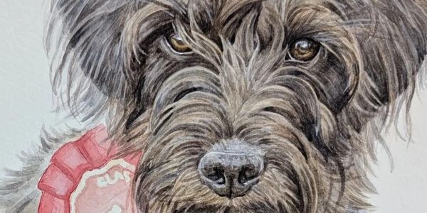 Custom pet portrait commission of a black dog in watercolour by jo shepherd