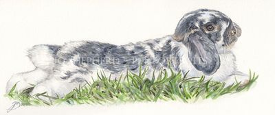 Beautiful watercolour pet portrait of a grey and white lop eared rabbit laying in the grass