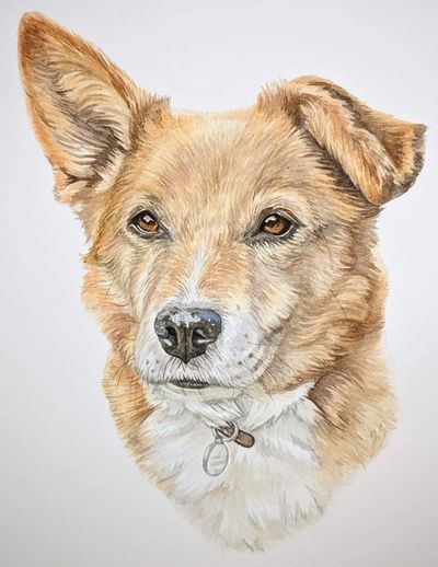 Detailed and lifelike watercolour painting of a rescue dog with one ear up and one ear down