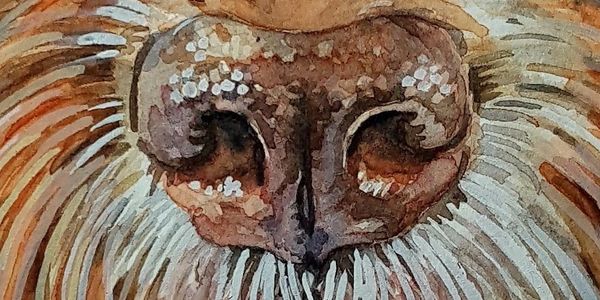 Close up of a watercolour painting showing the layers and details of a dogs nose