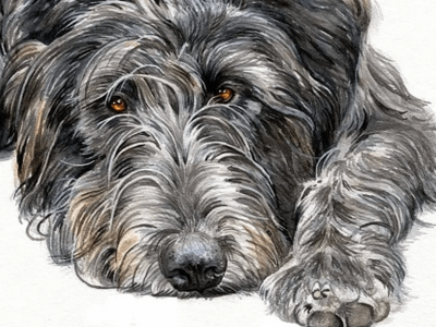 Irish Wolfhound pet portrait, by UK watercolour artist Jo Shepherd, capturing the dogs soulful eyes