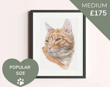 Medium watercolour pet portrait - 8x12 inches, £175. Most popular size.