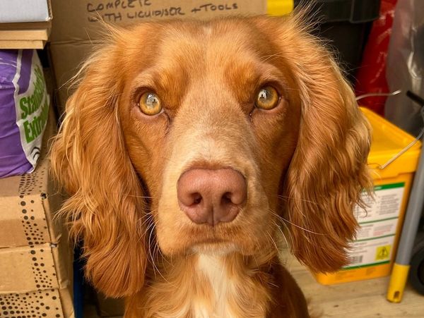 Dog pet portrait reference photograph, taken outdoors in good lighting