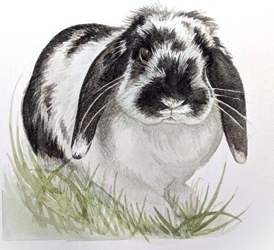 watercolour pet portrait of a black and white lop eared rabbit in the grass