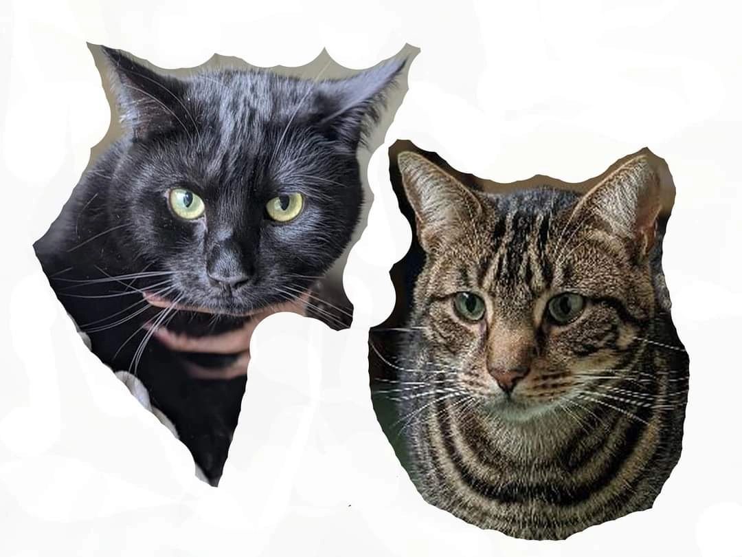 Photos of a black cat and a tabby cat positioned side by side, as reference for a pet painting