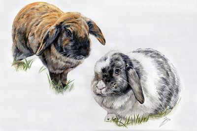 Watercolour pet portrait of 2 rabbits, one ginger lop and one grey and white lop