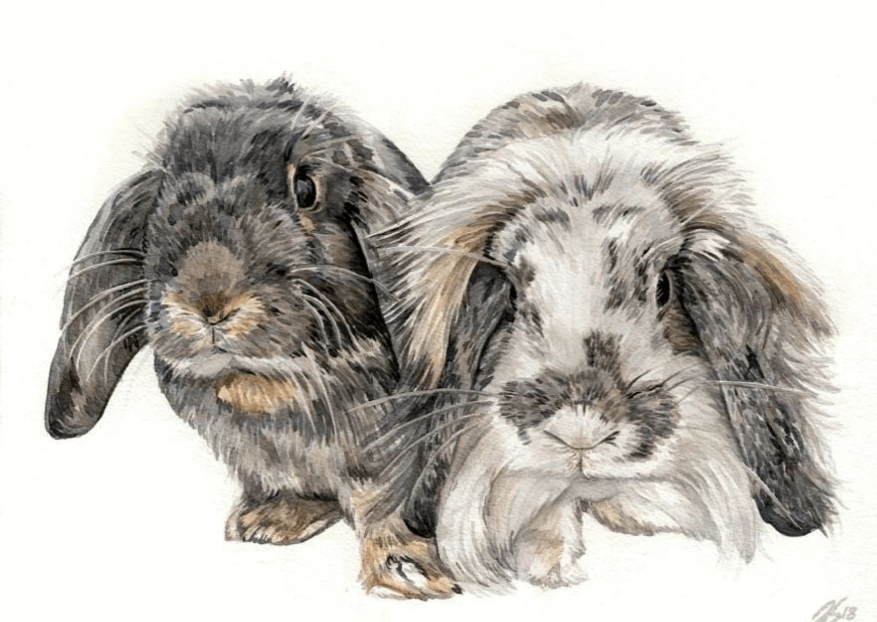Watercolour pet portrait of two lop eared rabbits capturing exquisite detail