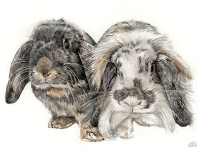 Watercolour pet portrait of two lop eared rabbits capturing exquisite detail