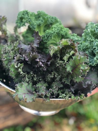 Kale