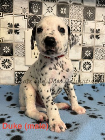 Duke-Male