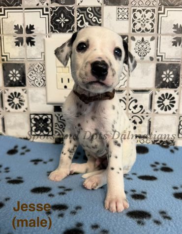 Jesse-Male
