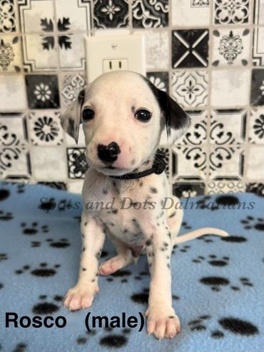 Rosco-Male