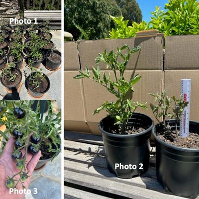 Crop growth trial 3 with cherry tomatoes