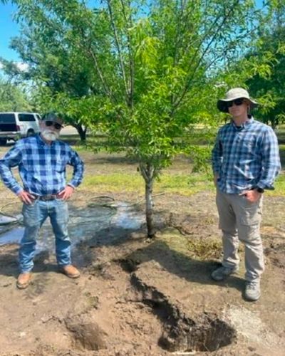After excavation of almond tree roots