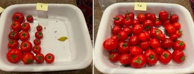 Harvested tomatoes from growth study trial 2