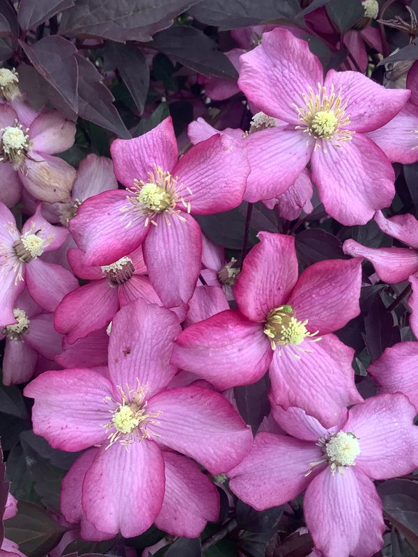 Close-up shot of purple flowers