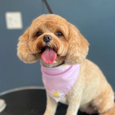 Small dog with a pink bandana sitting on a grooming table.