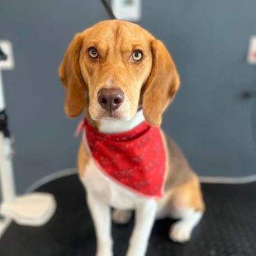 Beagle dog wearing a red bandana sitting on a grooming table.