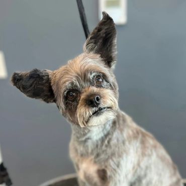 Small dog with large ears sitting on a grooming table.