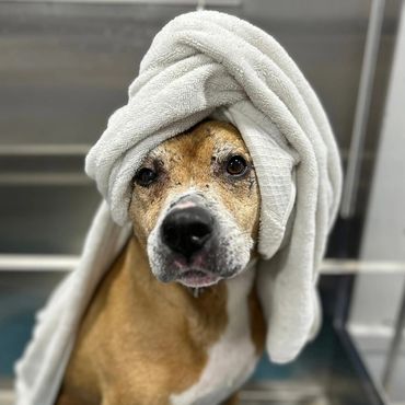 A dog with a towel wrapped around its head looks directly at the camera.