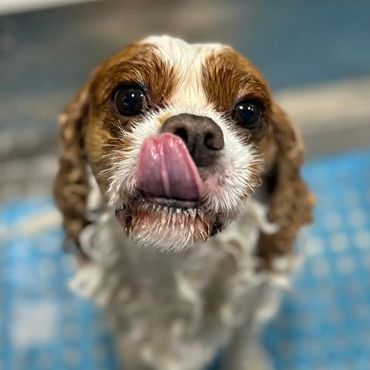 A small dog licking its nose while sitting on a blue mat.