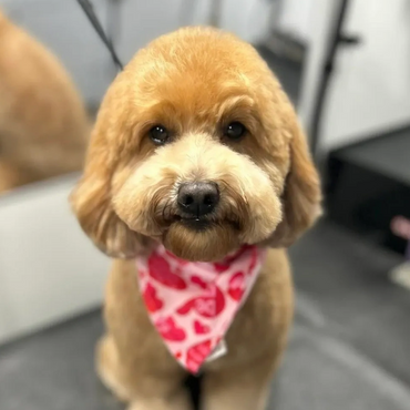 Adorable fluffy dog wearing a pink heart-patterned bandana.