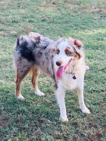 Indi and Whiskey due May 9th