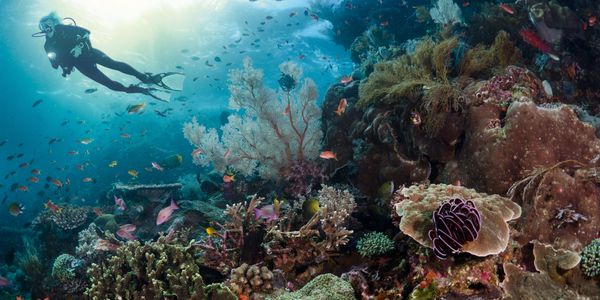 coral reef scuba diving